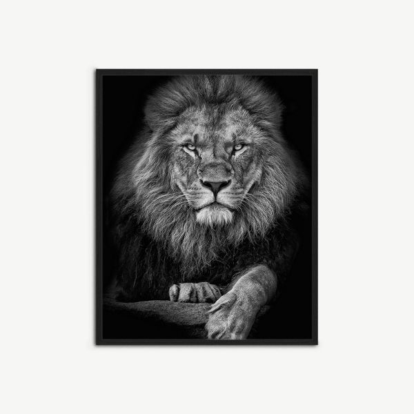 Affiche murale The Lion, encadrée